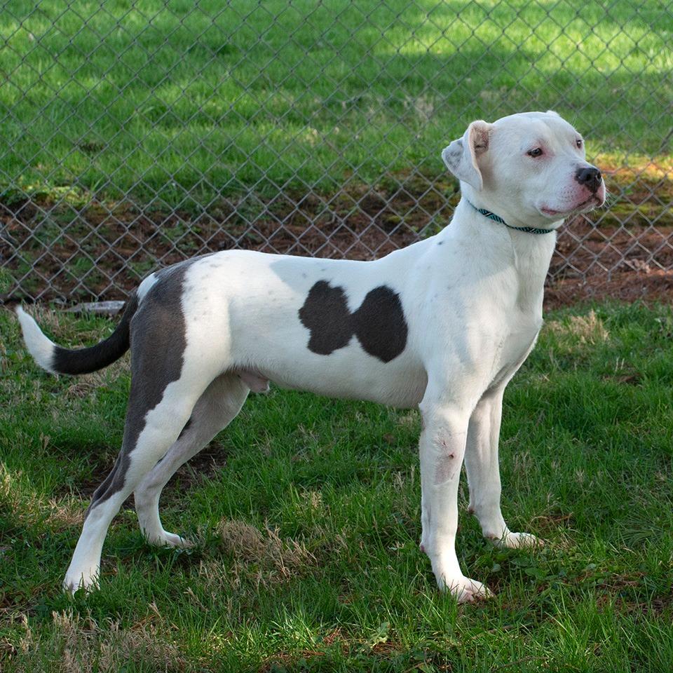 Enlarge Specter, a Adoptable Pit Bull Terrier in Troy, OH image 2/3