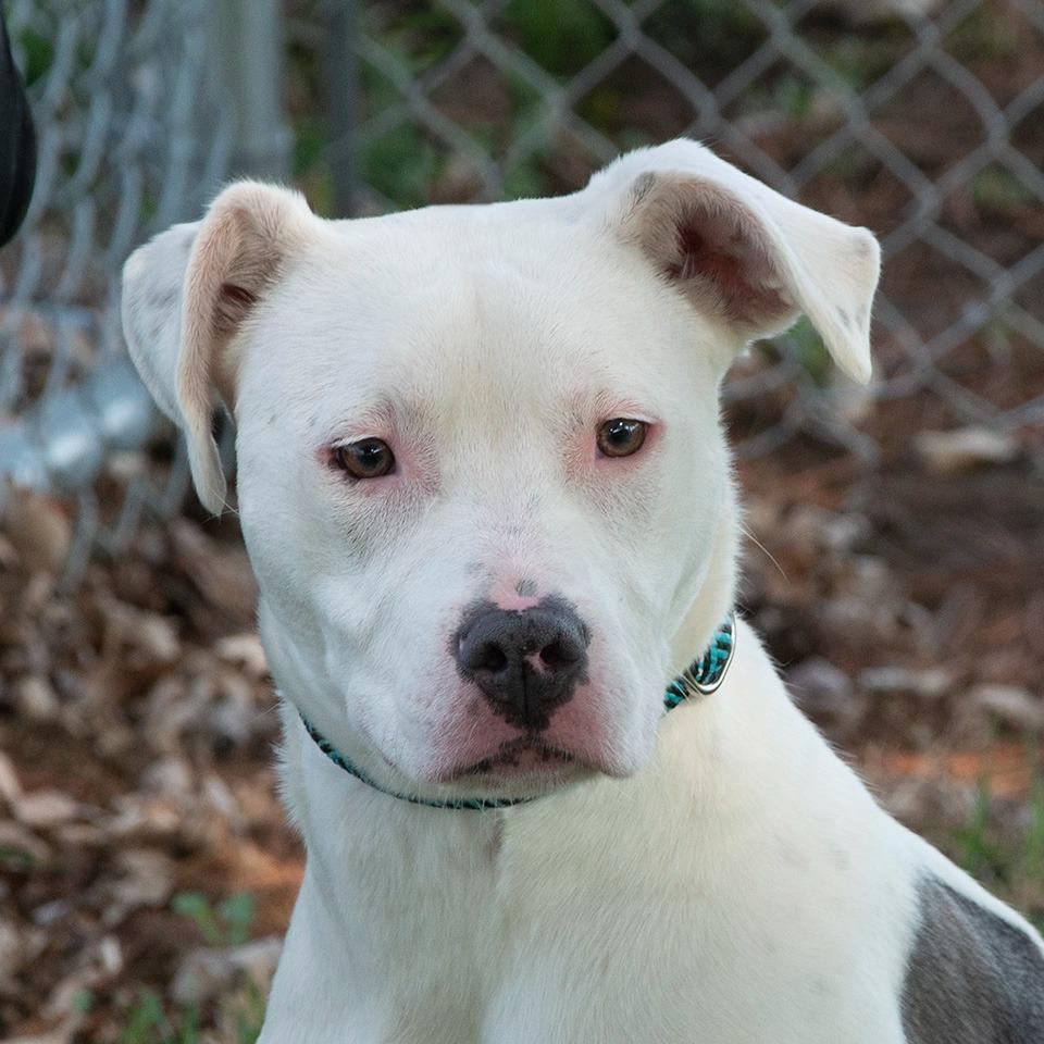 Enlarge Specter, a Adoptable Pit Bull Terrier in Troy, OH image 3/3