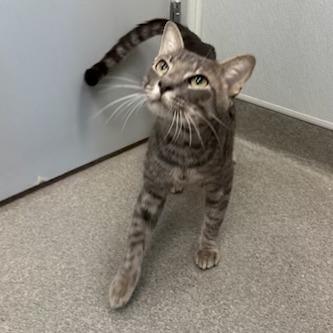 Enlarge Kraken, a Adoptable Domestic Short Hair in Jupiter, FL image 1/6