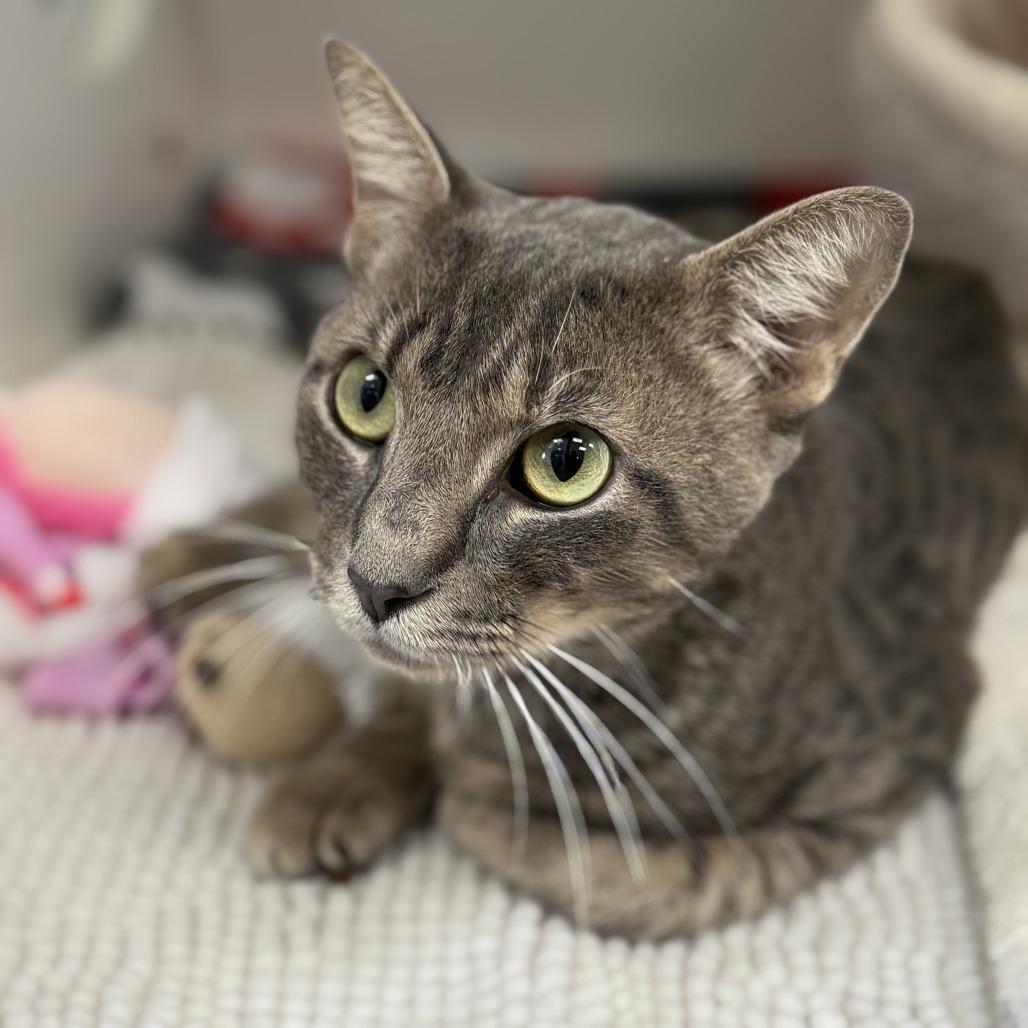 Enlarge Kraken, a Adoptable Domestic Short Hair in Jupiter, FL image 2/6