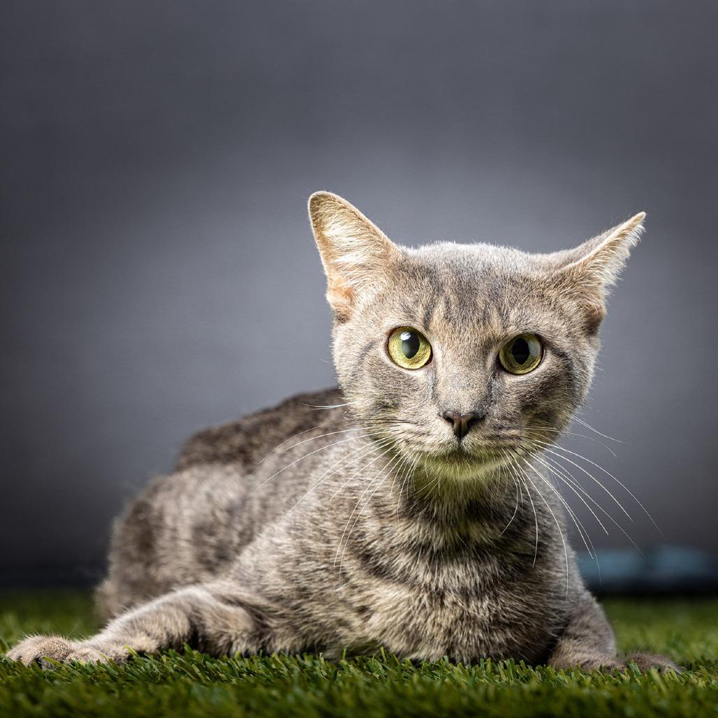 Enlarge Kraken, a Adoptable Domestic Short Hair in Jupiter, FL image 3/6