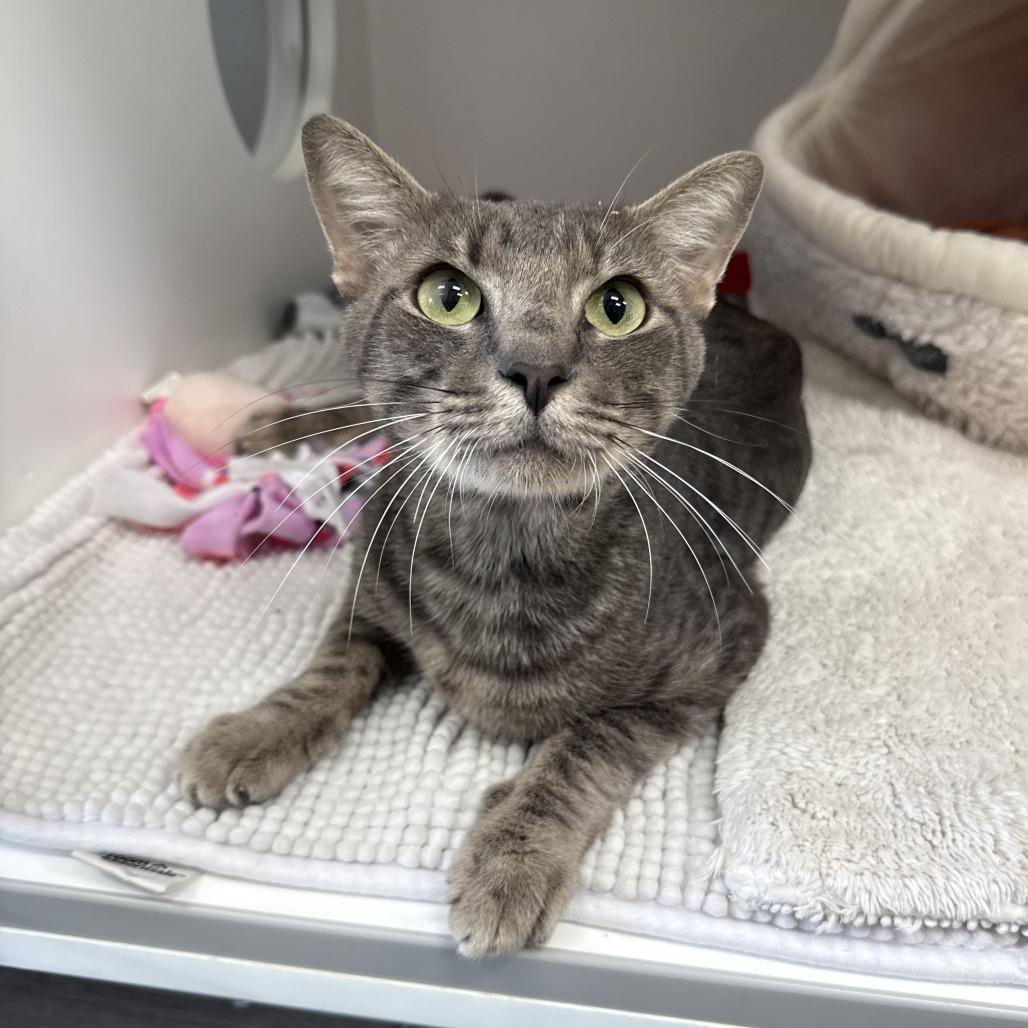 Enlarge Kraken, a Adoptable Domestic Short Hair in Jupiter, FL image 4/6