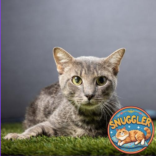 Enlarge Kraken, a Adoptable Domestic Short Hair in Jupiter, FL image 5/6
