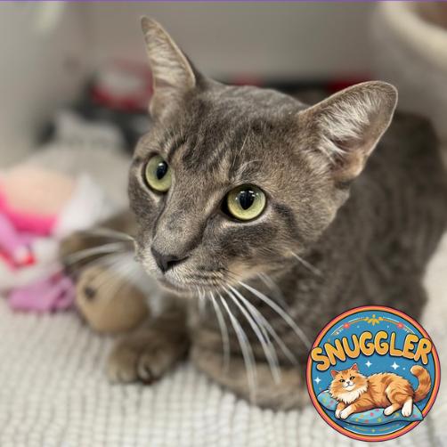 Enlarge Kraken, a Adoptable Domestic Short Hair in Jupiter, FL image 6/6