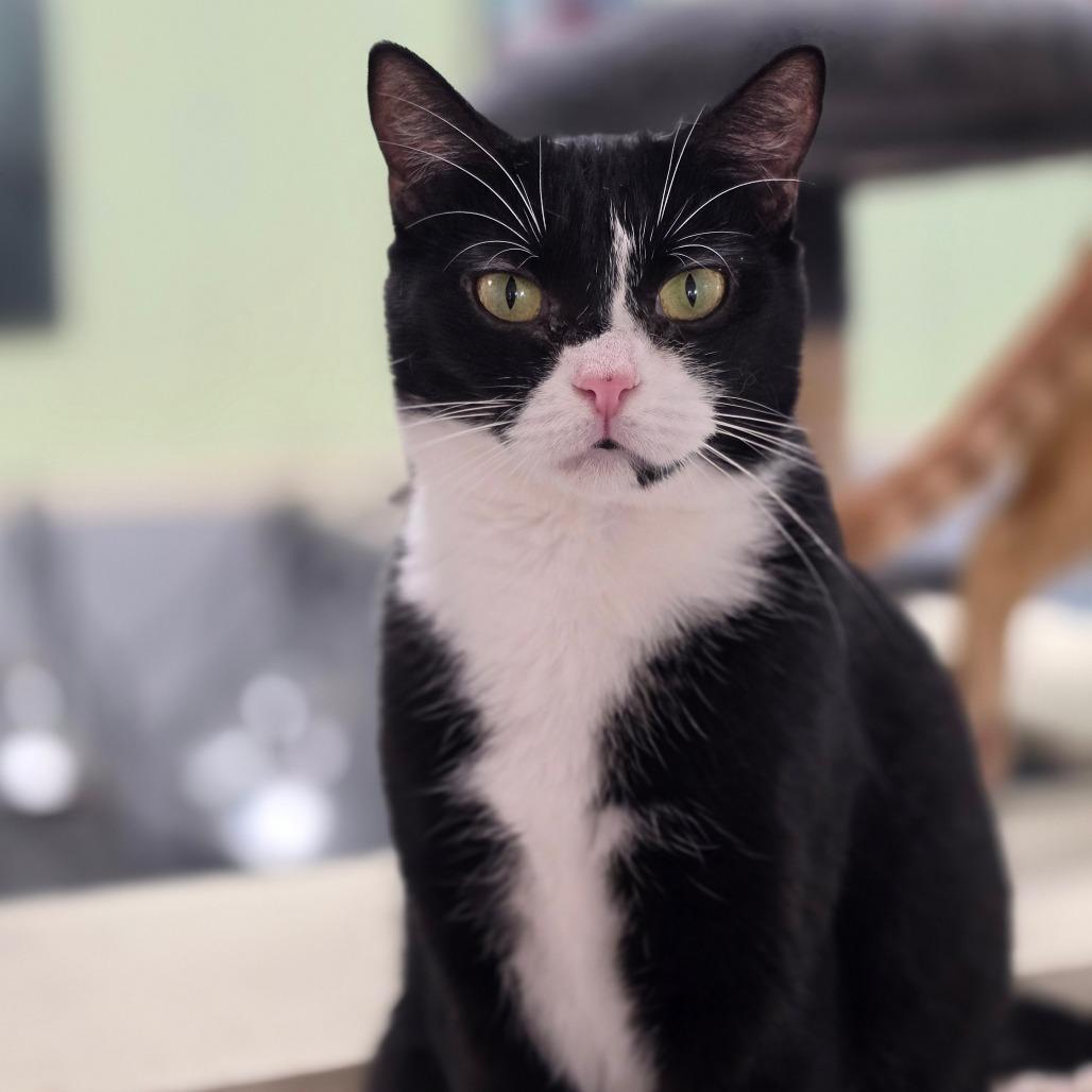 Enlarge Mama Yogi, a Adoptable Domestic Short Hair in Mount Juliet, TN image 1/2