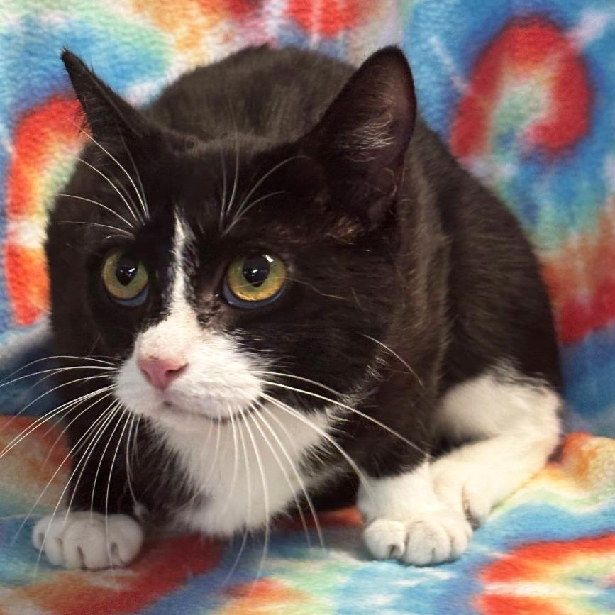 Mama Yogi, Adoptable, Adult Female Domestic Short Hair.