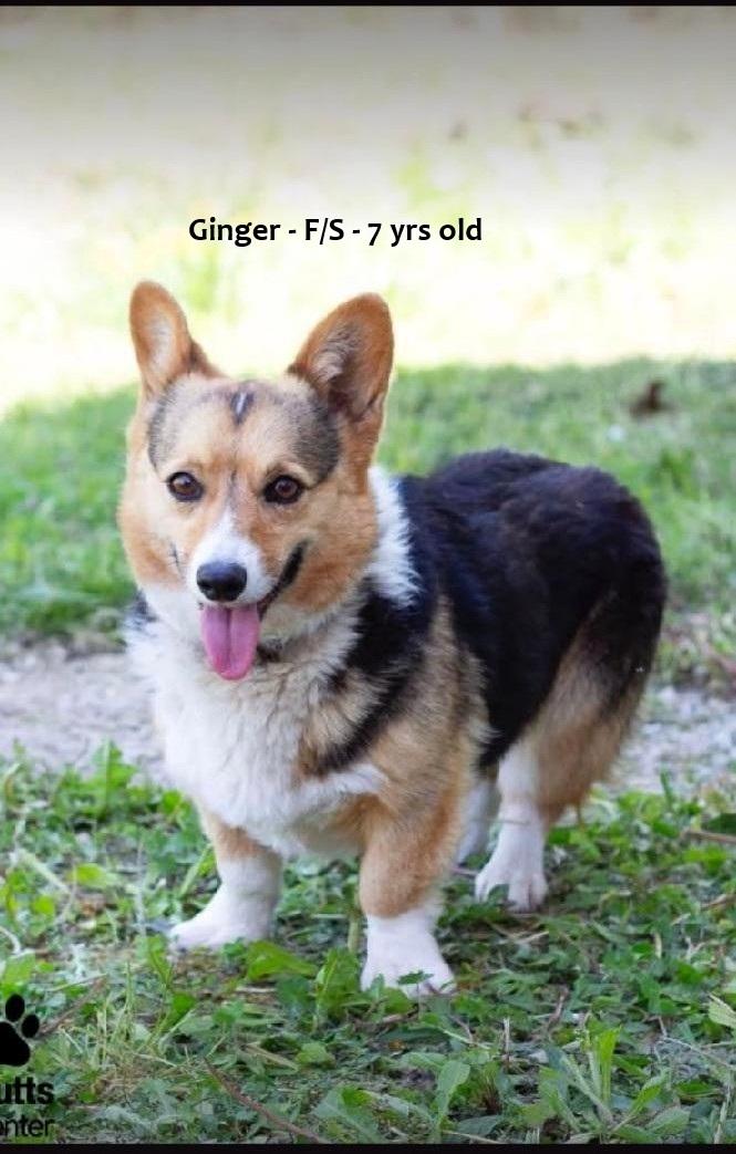 Enlarge Ginger - arriving Saturday between 10 am and 11 am, an adopted Corgi in Chardon, OH image 1/1
