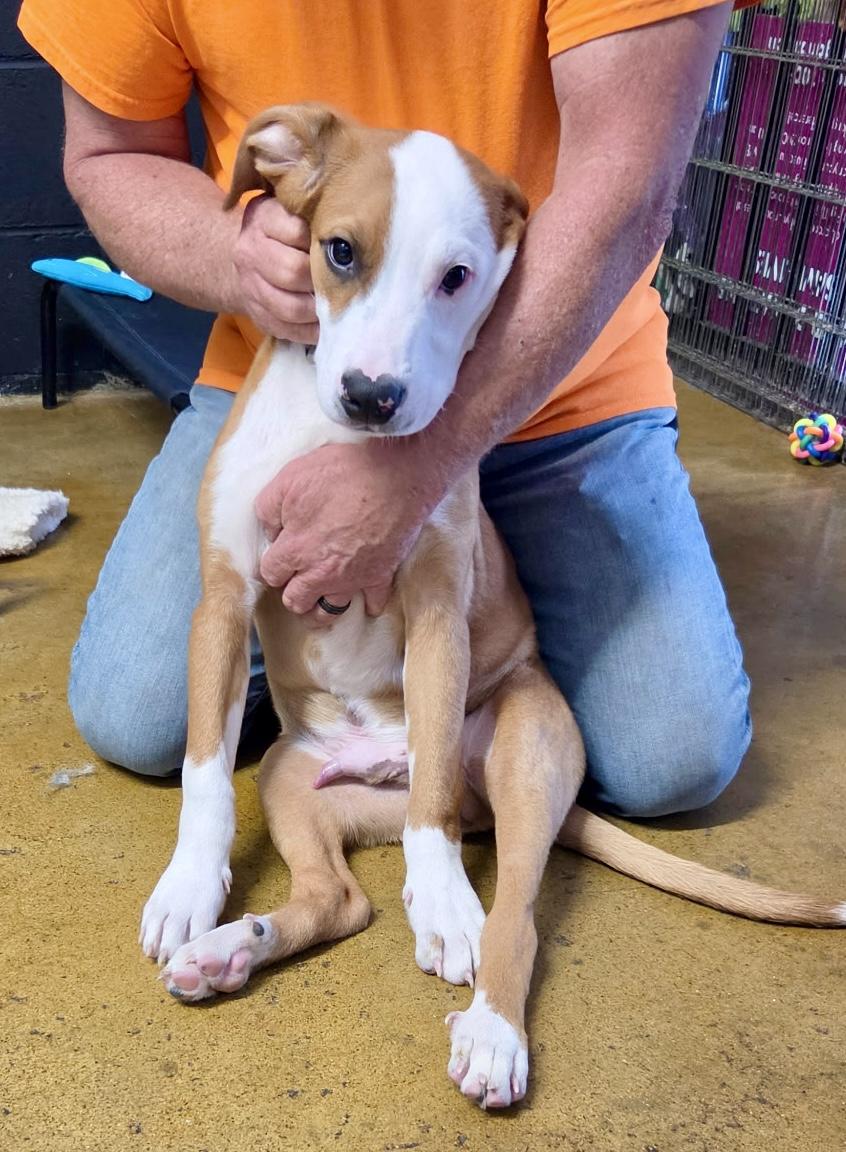 Lyle - male L puppy, Adoptable, Young Male Australian Shepherd.