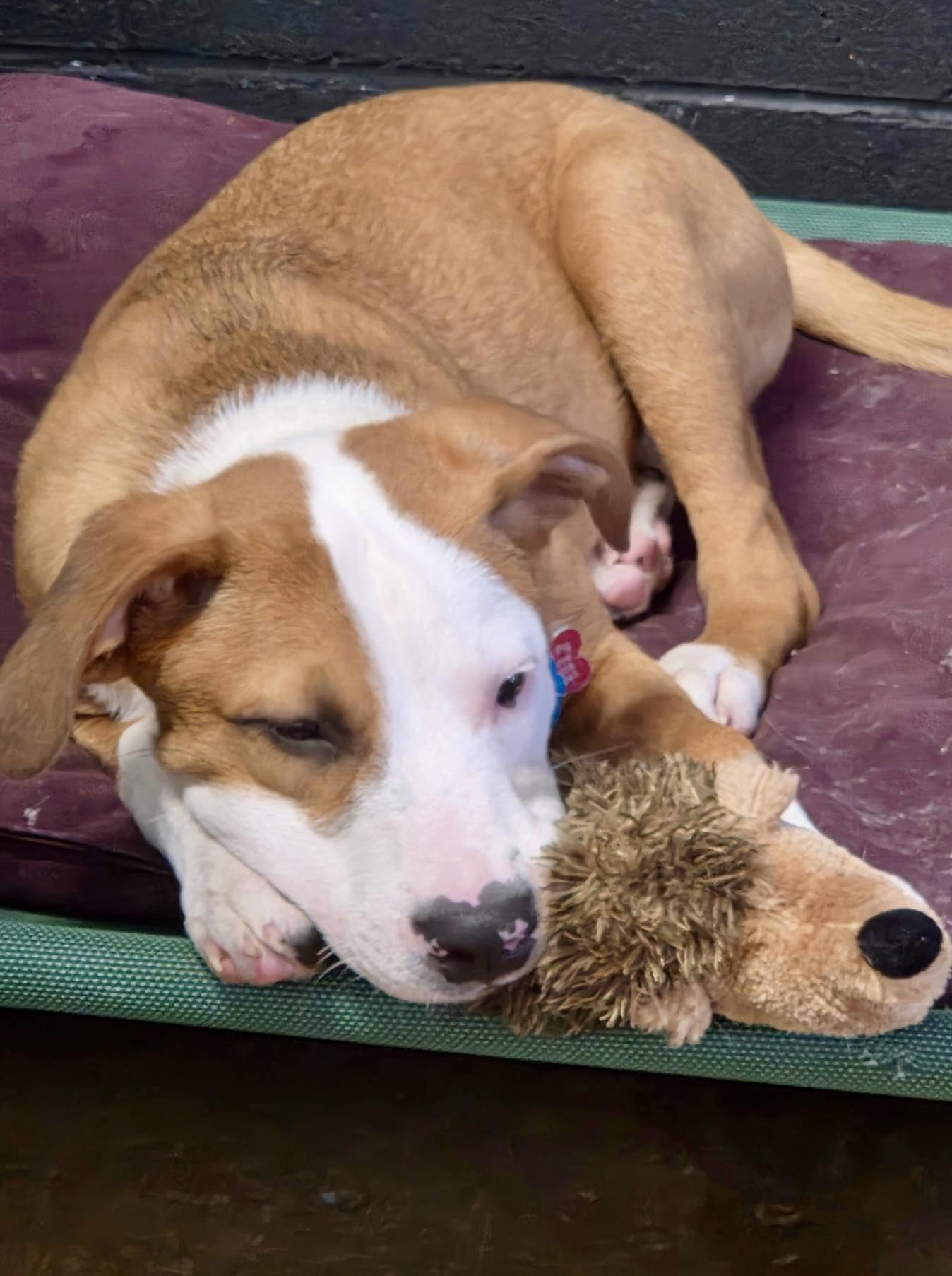 Lyle - male L puppy, a Adoptable mixed breed in Cincinnati, OH image 5/6
