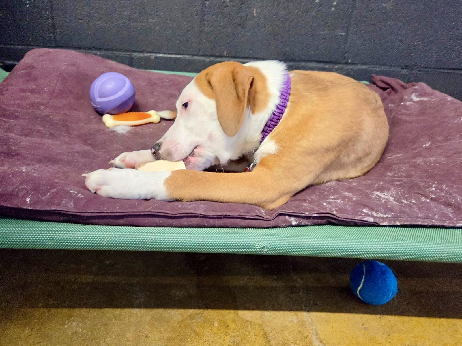 Lyle - male L puppy, a Adoptable mixed breed in Cincinnati, OH image 4/6
