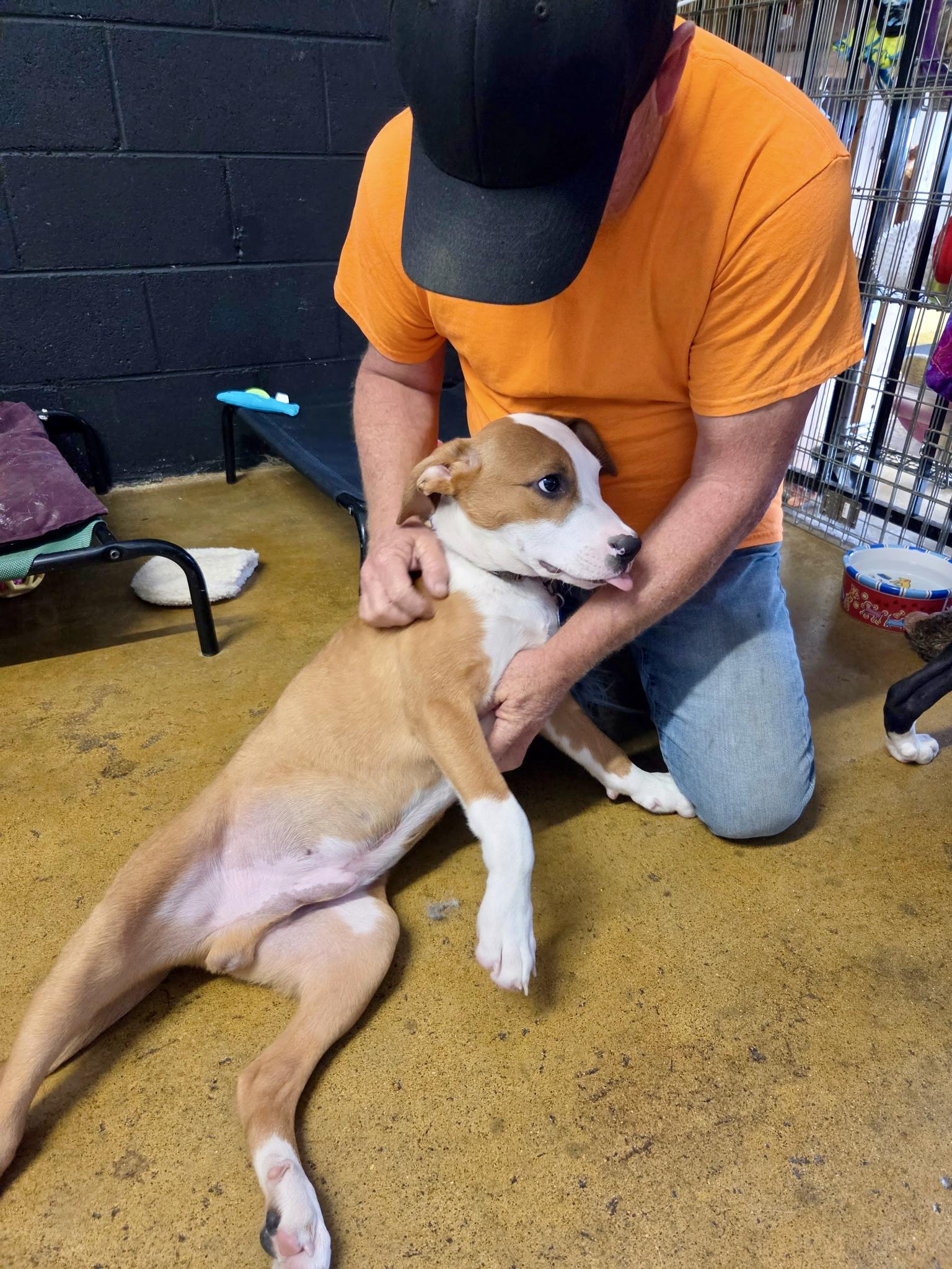 Lyle - male L puppy, a Adoptable mixed breed in Cincinnati, OH image 2/6