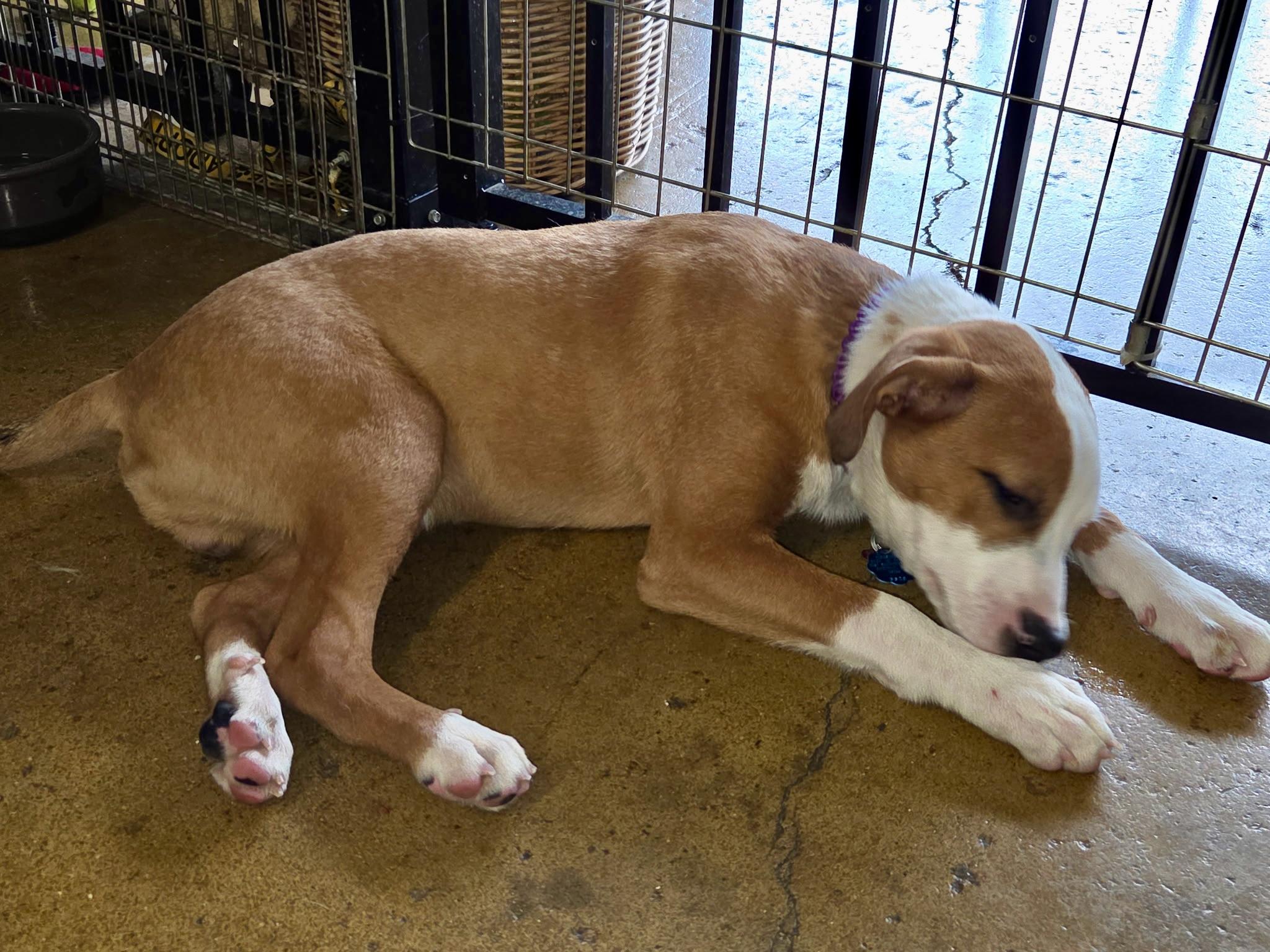 Lyle - male L puppy, a Adoptable mixed breed in Cincinnati, OH image 3/6
