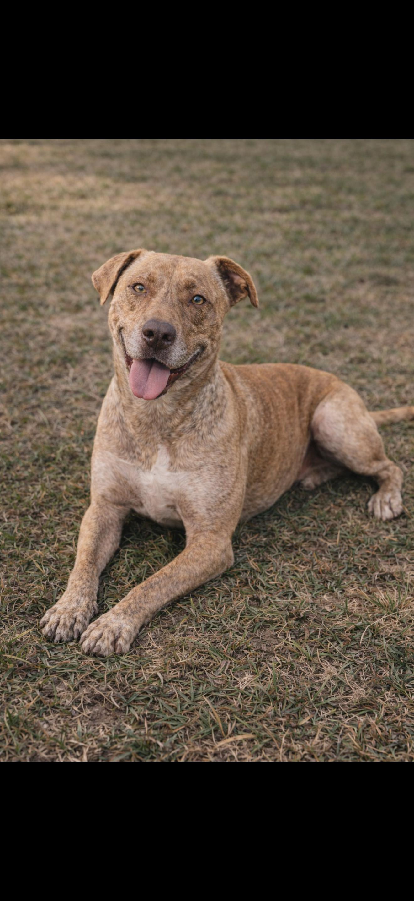 Enlarge HUNK (TX), a Adoptable mixed breed in Spring, TX image 1/1
