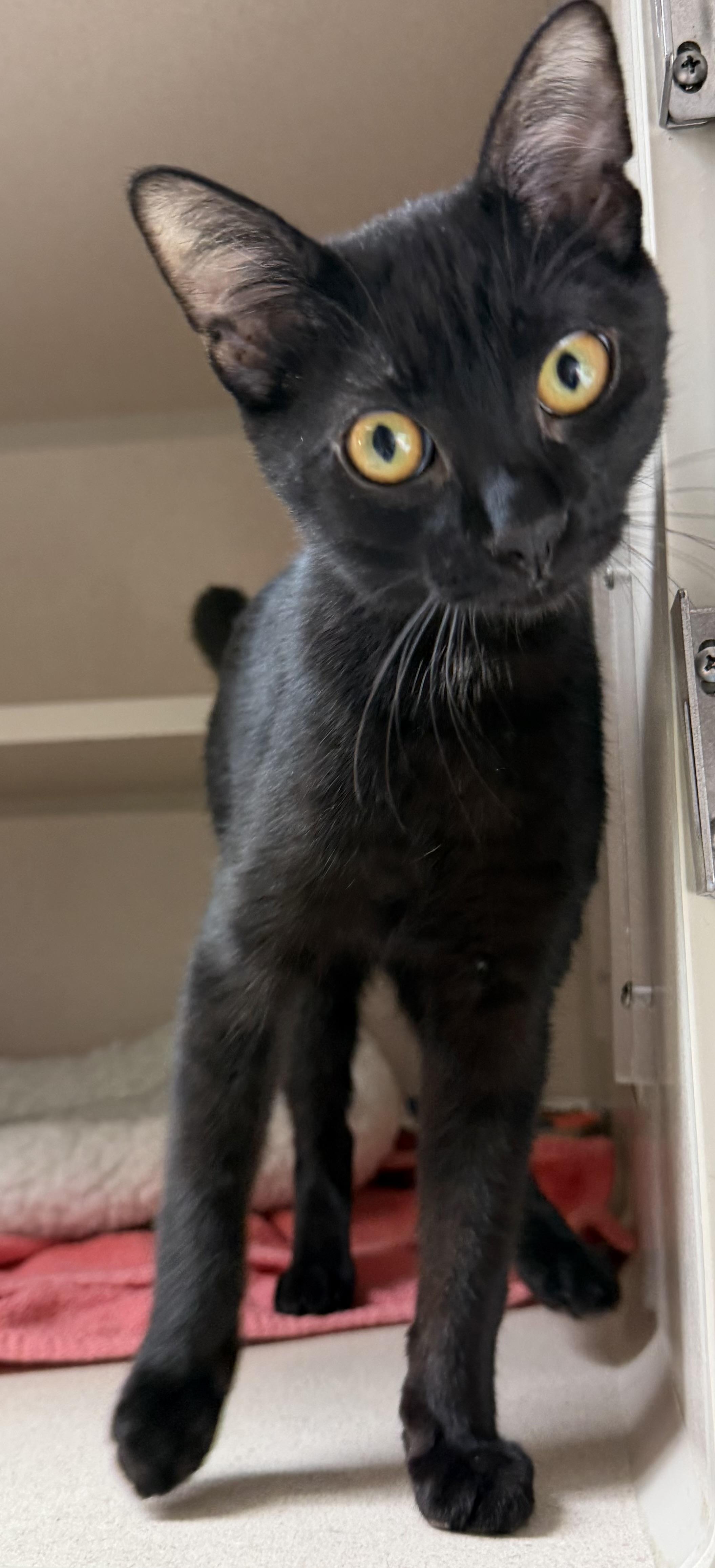 Zac, an adopted mixed breed in Salem, NH image 2/2