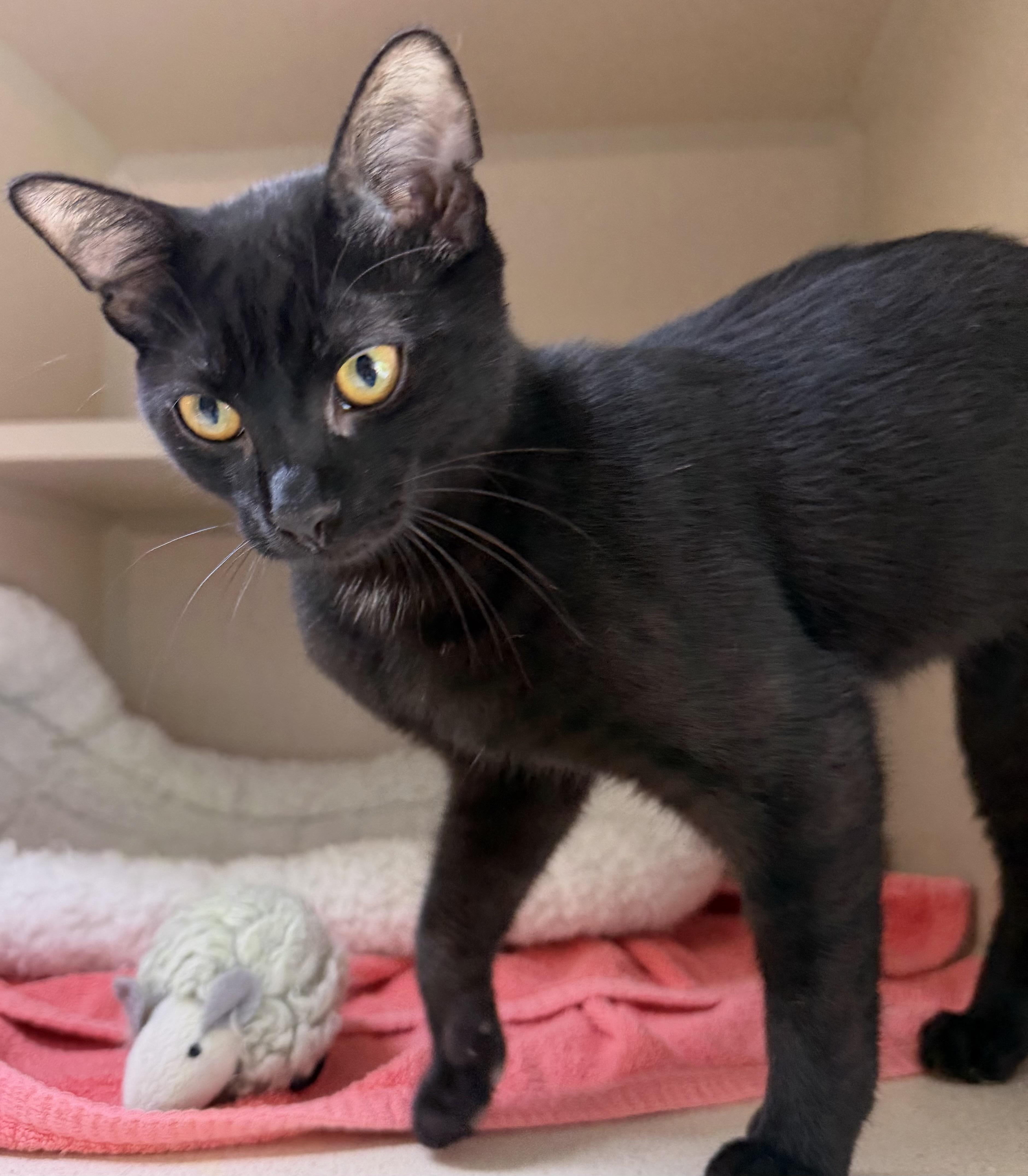 Zac, an adopted mixed breed in Salem, NH image 1/2