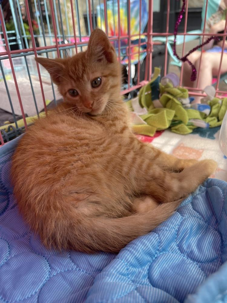 Gatsby, a Adoptable Domestic Short Hair in Dayton, OH image 2/3