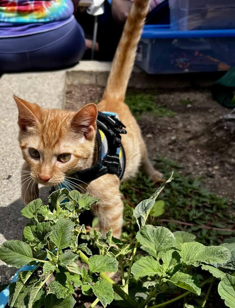 Gatsby, a Adoptable Domestic Short Hair in Dayton, OH image 3/3
