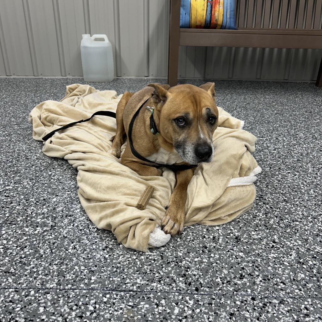 Enlarge Romeo, an adopted Mixed Breed in Moravia, NY image 1/3