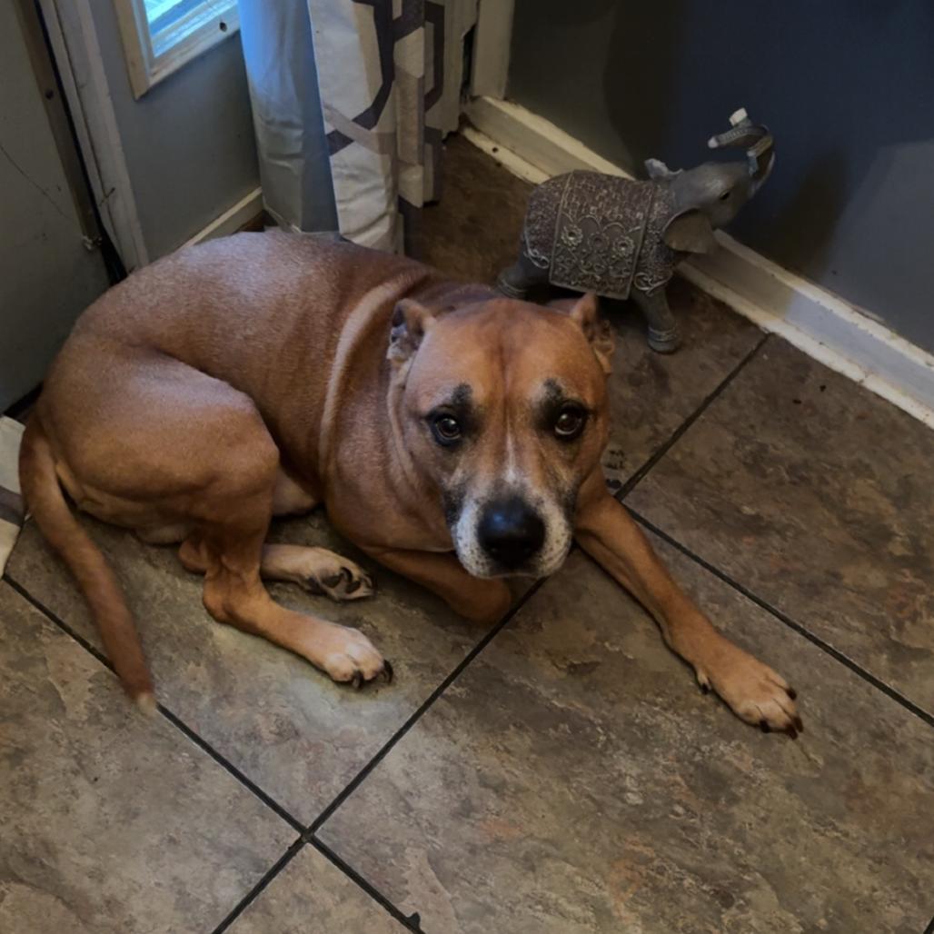 Enlarge Romeo, an adopted Mixed Breed in Moravia, NY image 2/3