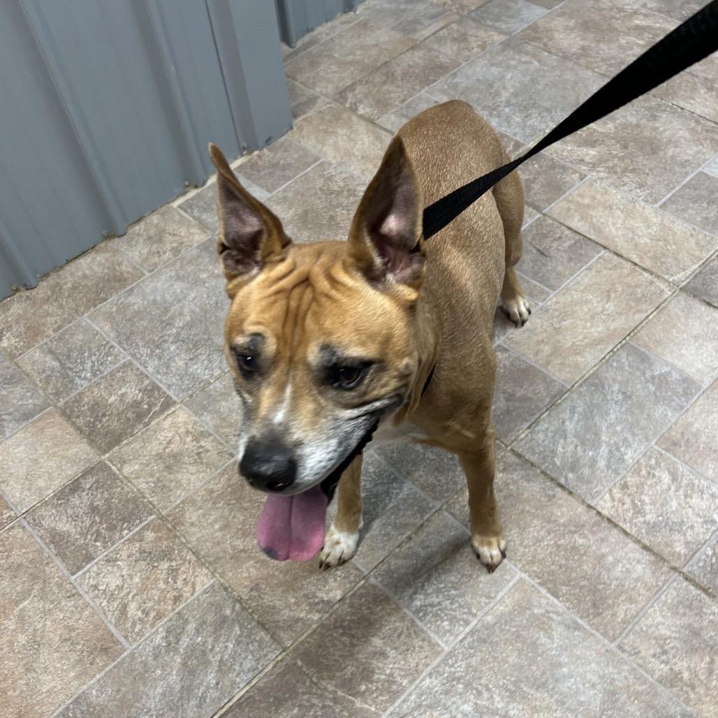 Enlarge Romeo, an adopted Mixed Breed in Moravia, NY image 3/3