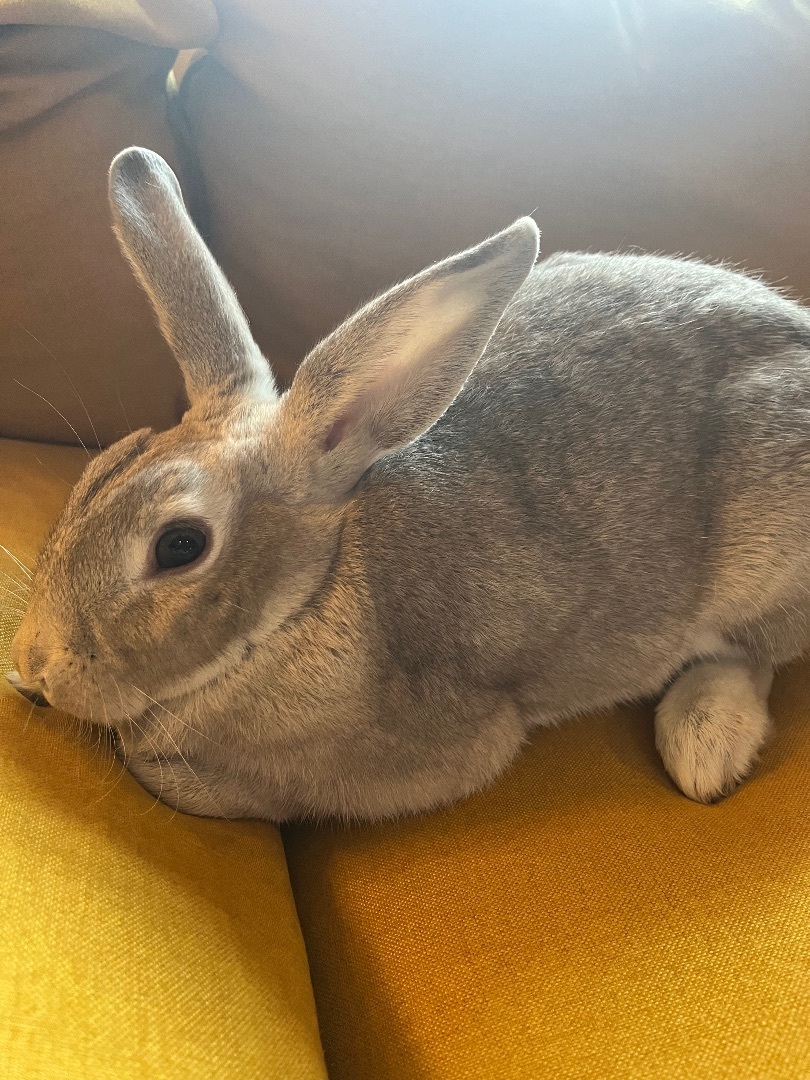 Basil, Adopted, Adult Female American & New Zealand.