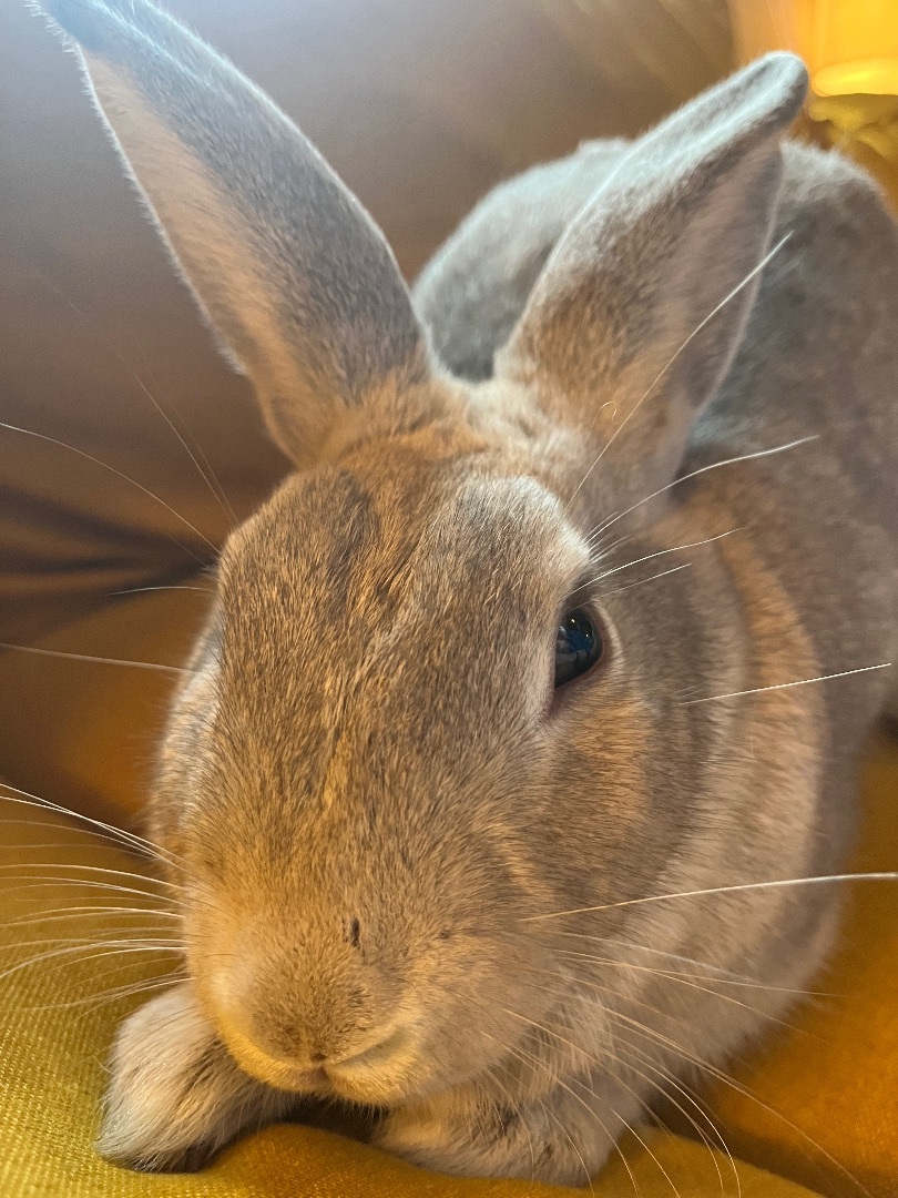 Enlarge Basil, a Adopted mixed breed in Midlothian, VA image 3/3