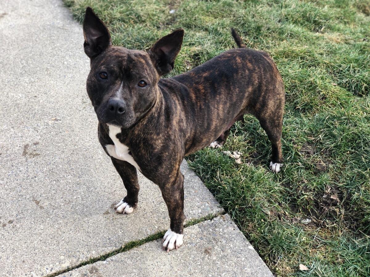 Charlie, Adopted, Adult Female Pit Bull Terrier.