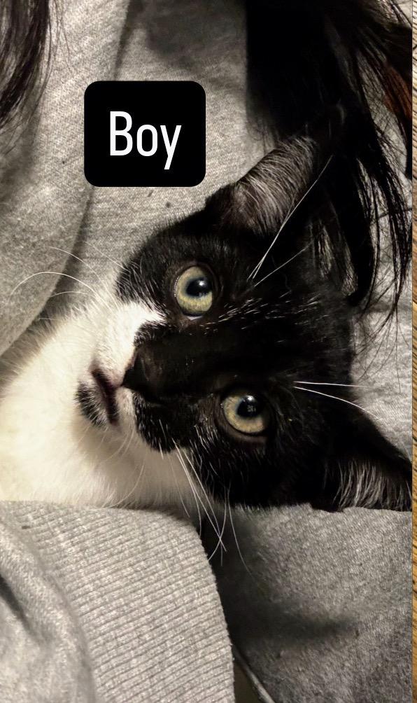 Camden, Adoptable, Kitten Male Domestic Short Hair.
