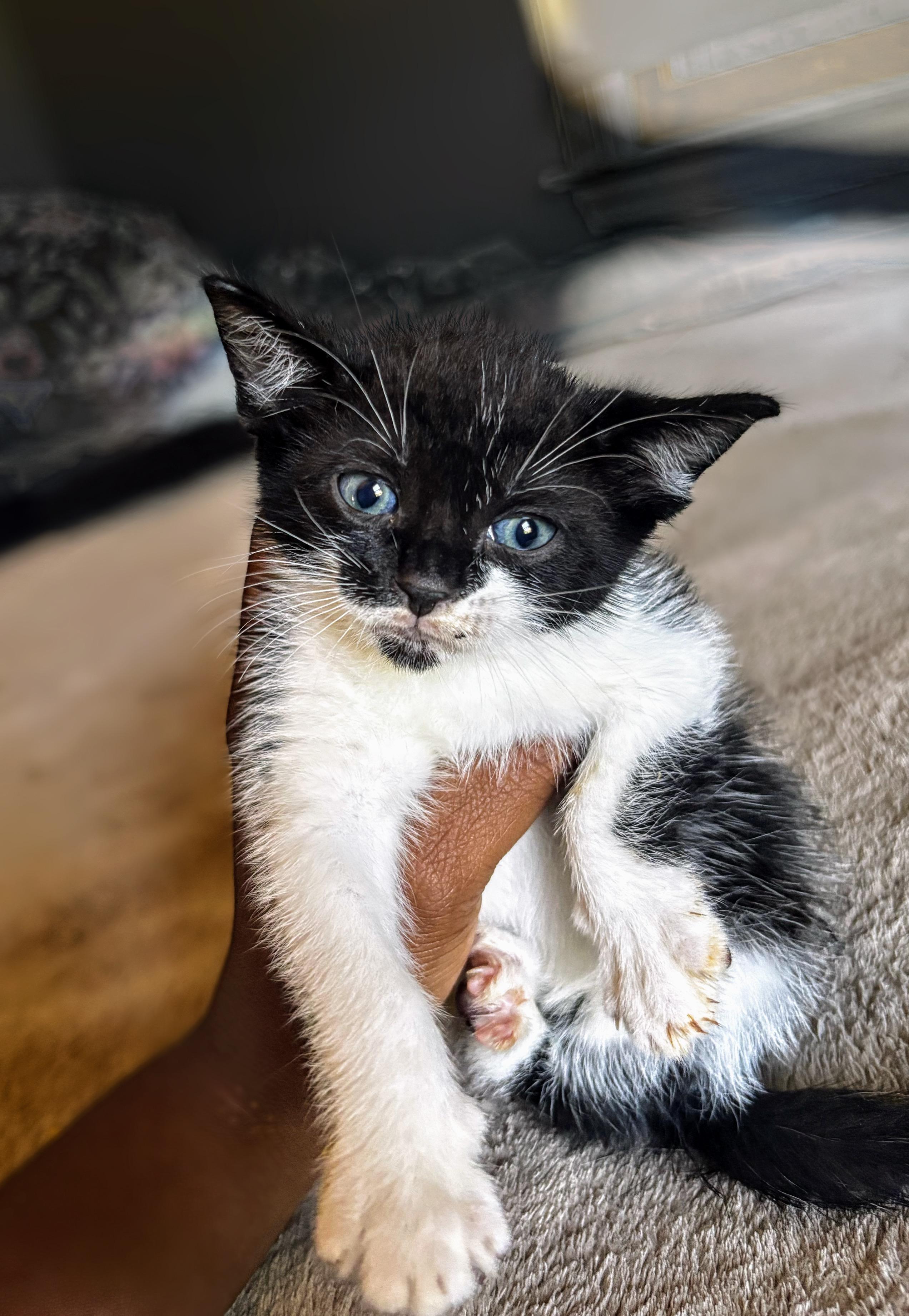 Enlarge Camden, a Adoptable Domestic Short Hair in Syosset, NY image 3/5
