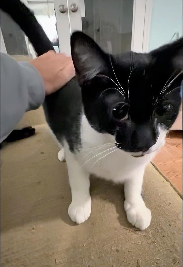 Enlarge Camden, a Adoptable Domestic Short Hair in Syosset, NY image 2/5