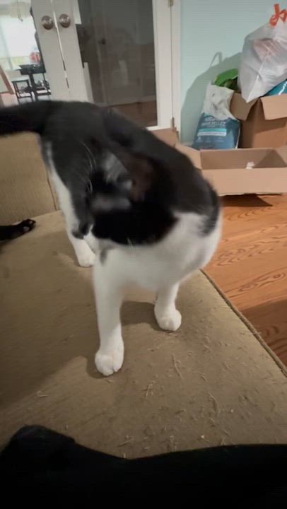Enlarge Camden, a Adoptable Domestic Short Hair in Syosset, NY video 5/5