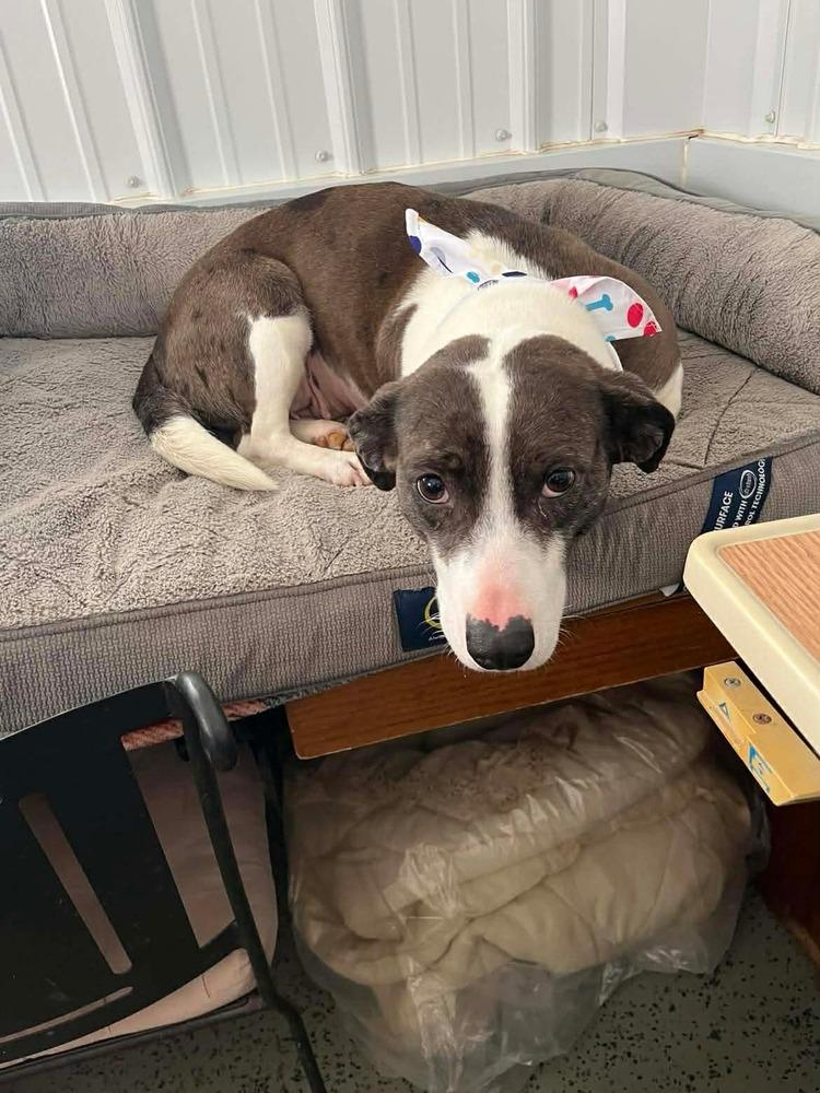 Enlarge Layla, a Adoptable mixed breed in Osgood, IN image 1/5