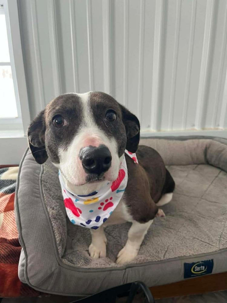 Enlarge Layla, a Adoptable mixed breed in Osgood, IN image 2/5