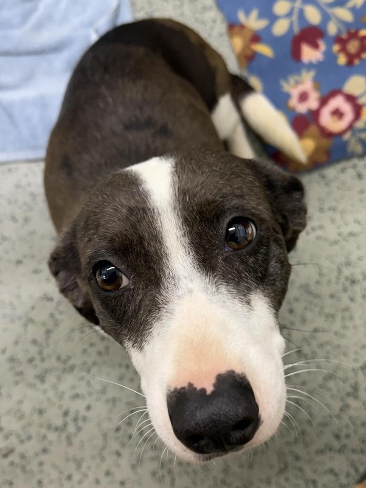 Enlarge Layla, a Adoptable mixed breed in Osgood, IN image 3/5