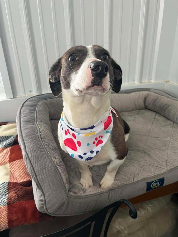 Enlarge Layla, a Adoptable mixed breed in Osgood, IN image 4/5