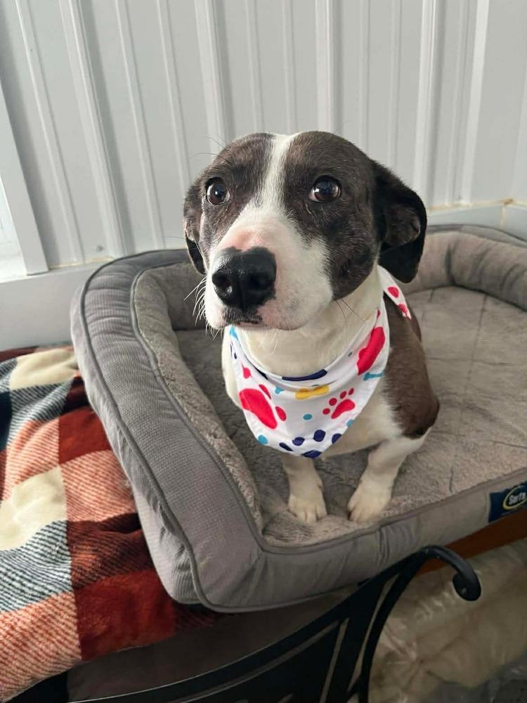 Enlarge Layla, a Adoptable mixed breed in Osgood, IN image 5/5