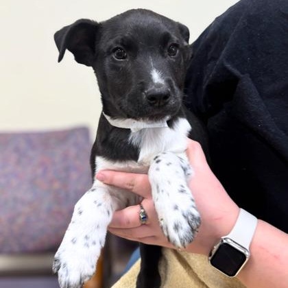 Enlarge Rocky, a ADOPTABLE mixed breed in Quincy, IL image 1/1