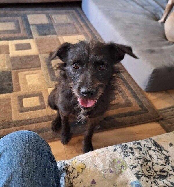 Nevaeha, Adoptable, Young Female Terrier & Mixed Breed.