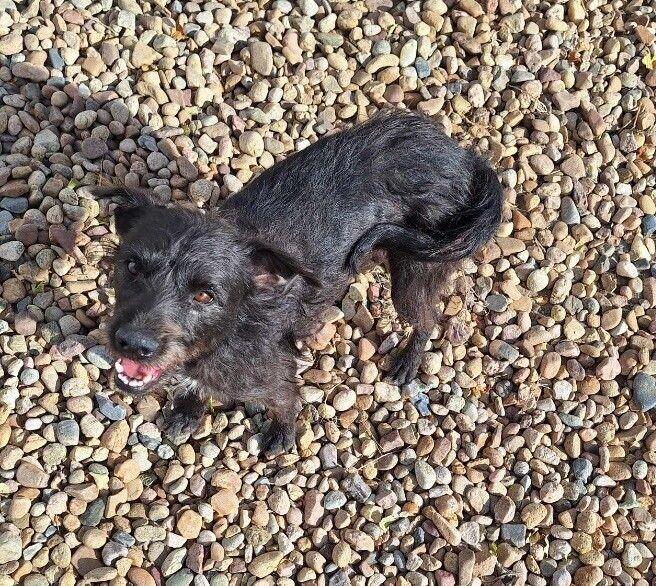 Nevaeha, a Adoptable mixed breed in Windsor, CO image 2/6