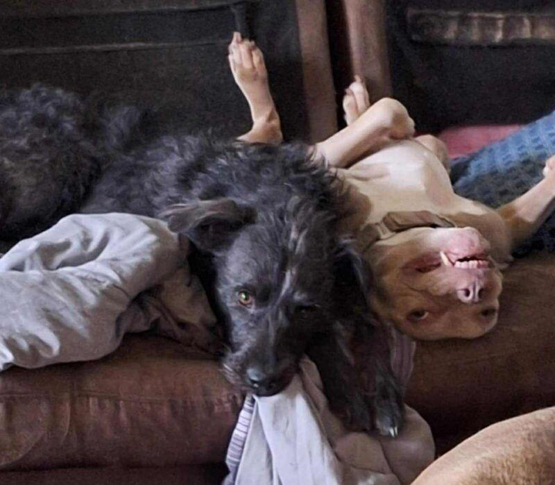 Nevaeha, a Adoptable mixed breed in Windsor, CO image 3/6