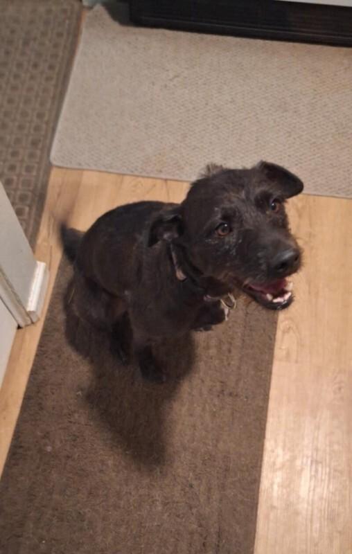 Nevaeha, a Adoptable mixed breed in Windsor, CO image 4/6