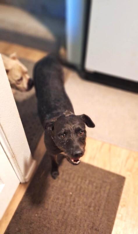 Nevaeha, a Adoptable mixed breed in Windsor, CO image 5/6