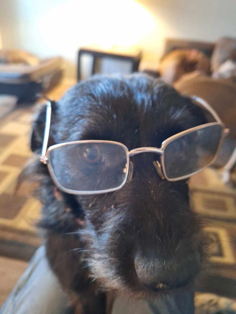 Nevaeha, a Adoptable mixed breed in Windsor, CO image 6/6