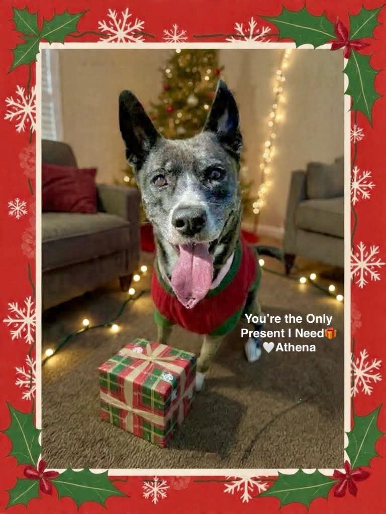 Athena, Adoptable, Adult Female Thai Ridgeback.