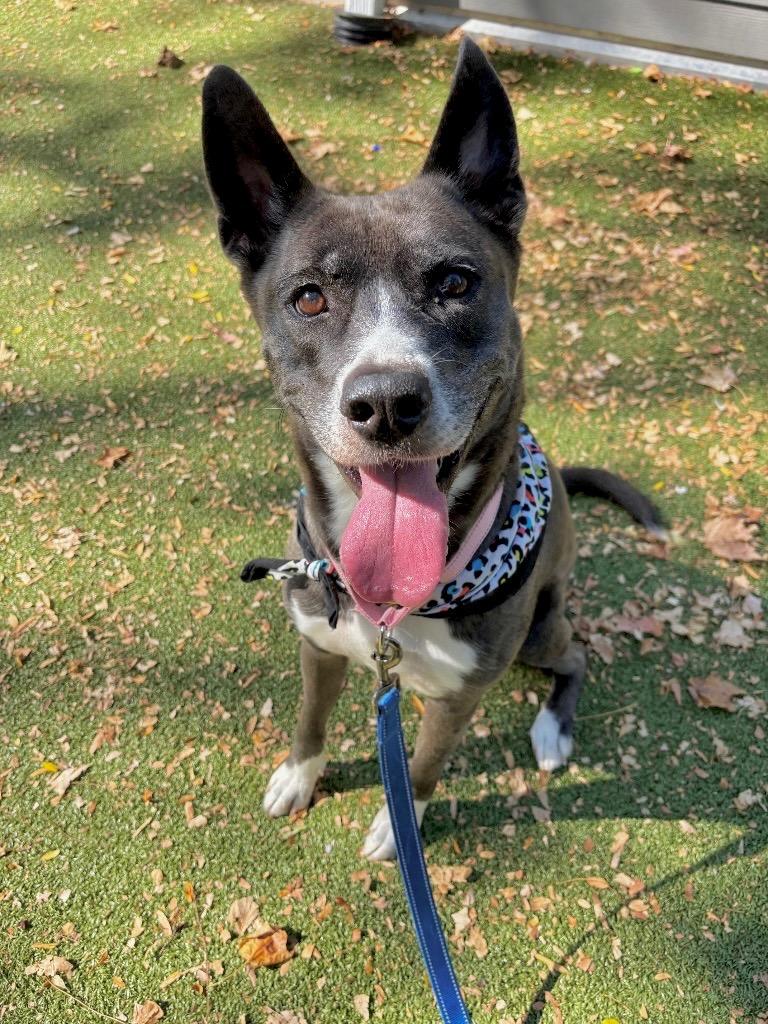 Athena, Adoptable, Adult Female Thai Ridgeback.