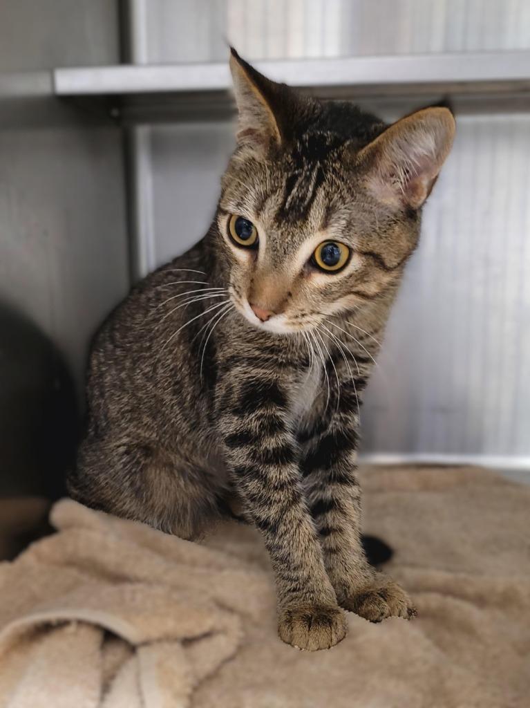 Toph, Adoptable, Kitten Male Domestic Short Hair.