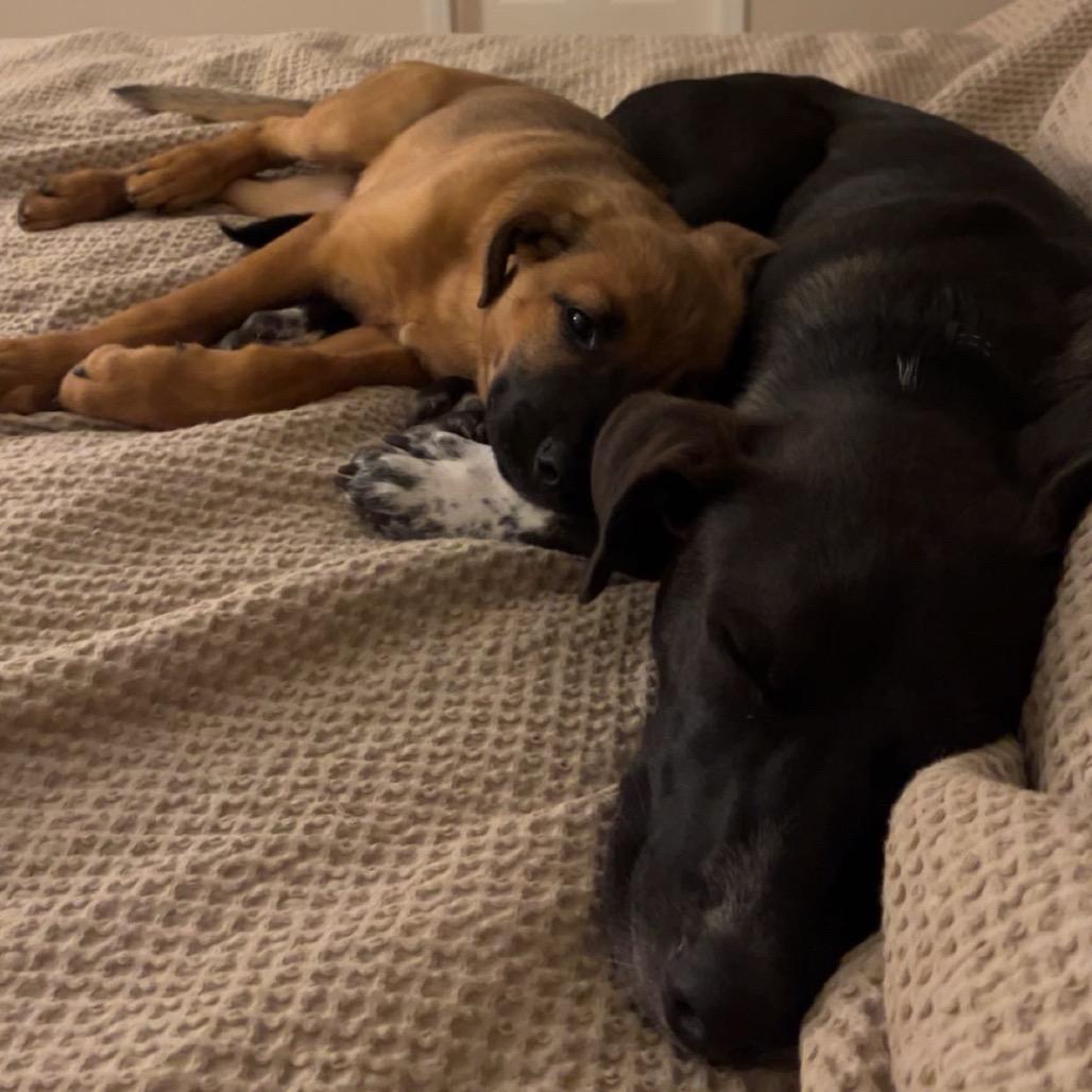 Enlarge Blue, a Adoptable mixed breed in Springfield, MO image 2/3