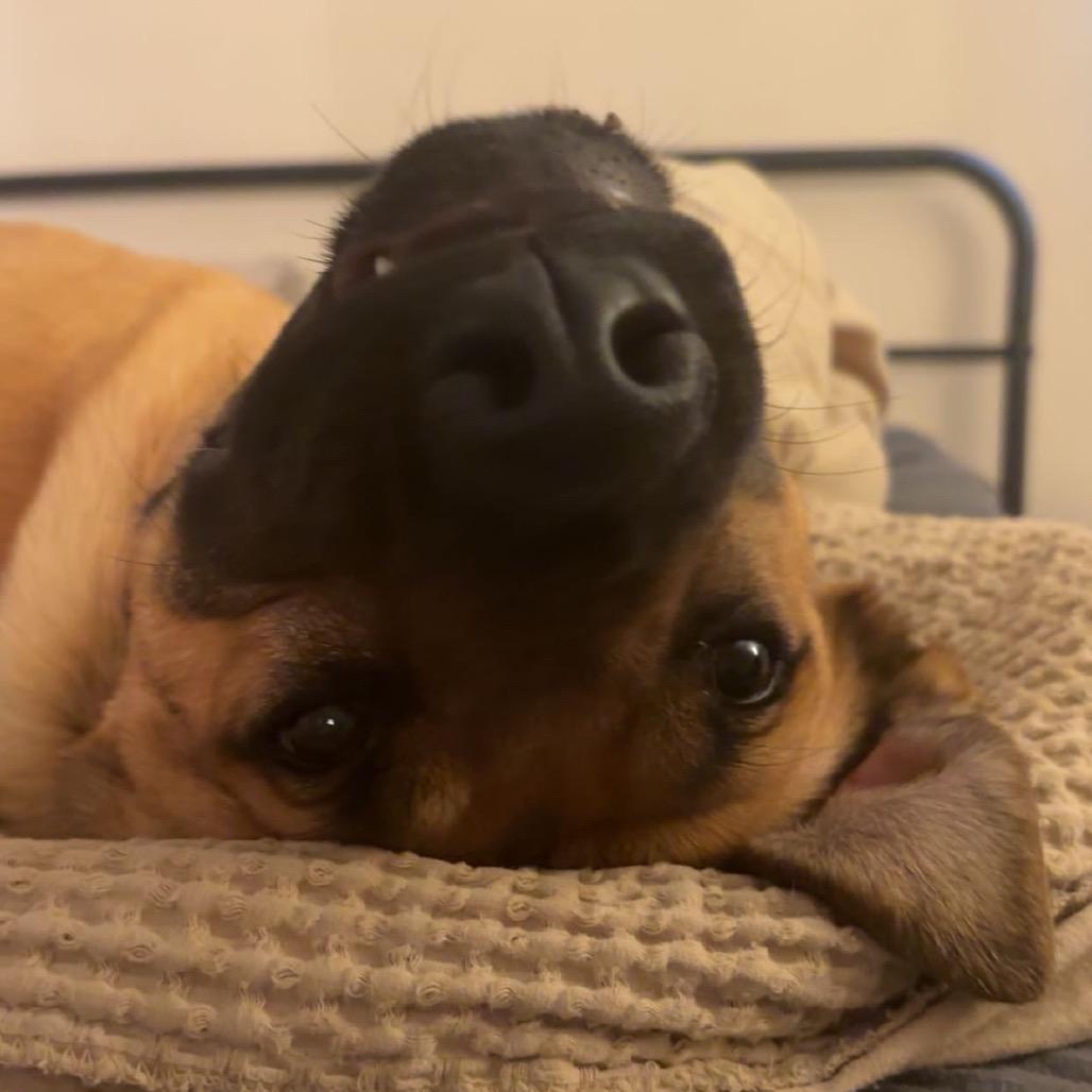 Enlarge Blue, a Adoptable mixed breed in Springfield, MO image 3/3