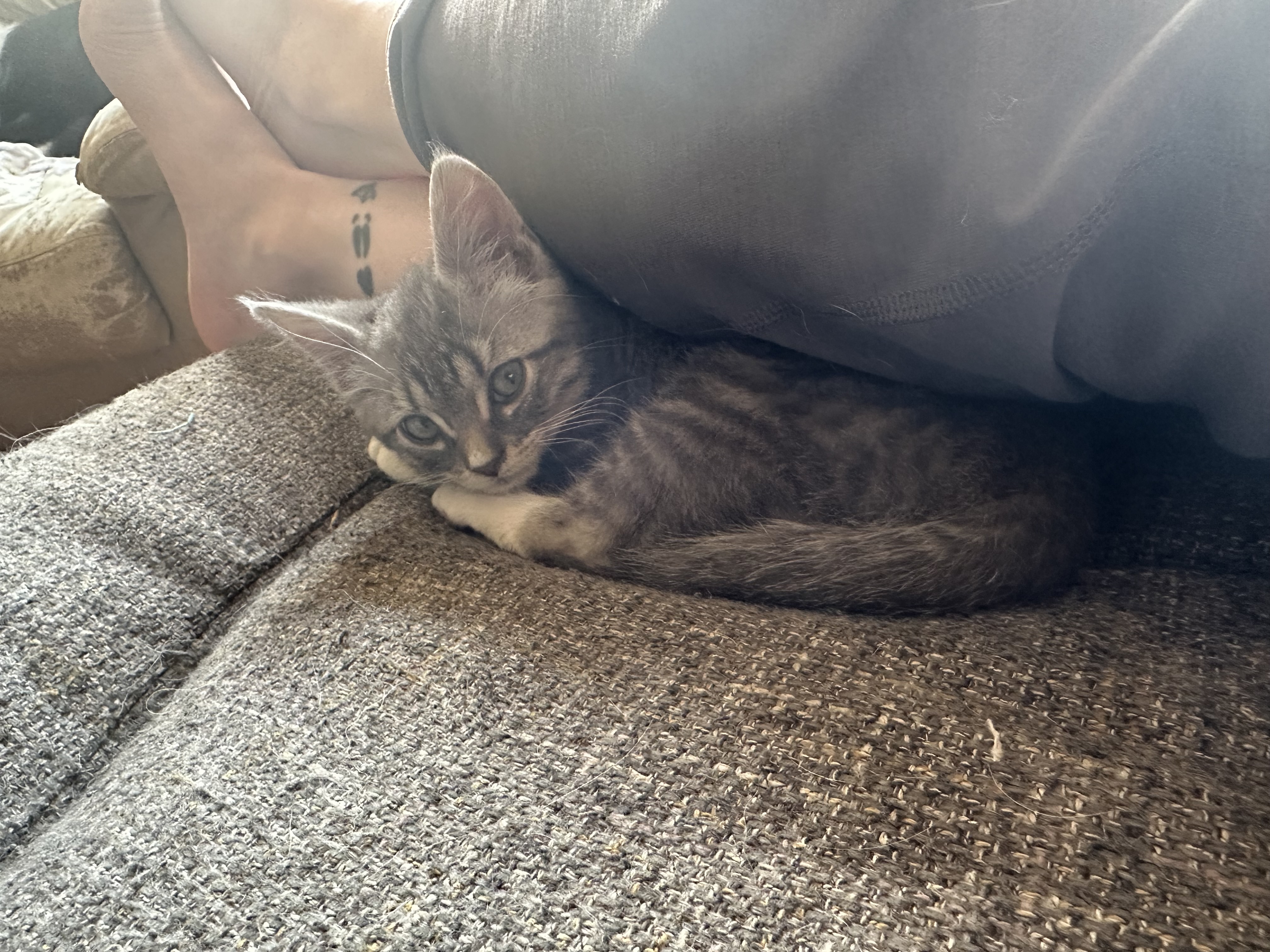Enlarge Cody, a Adopted American Shorthair in Sunnyside, WA image 6/6