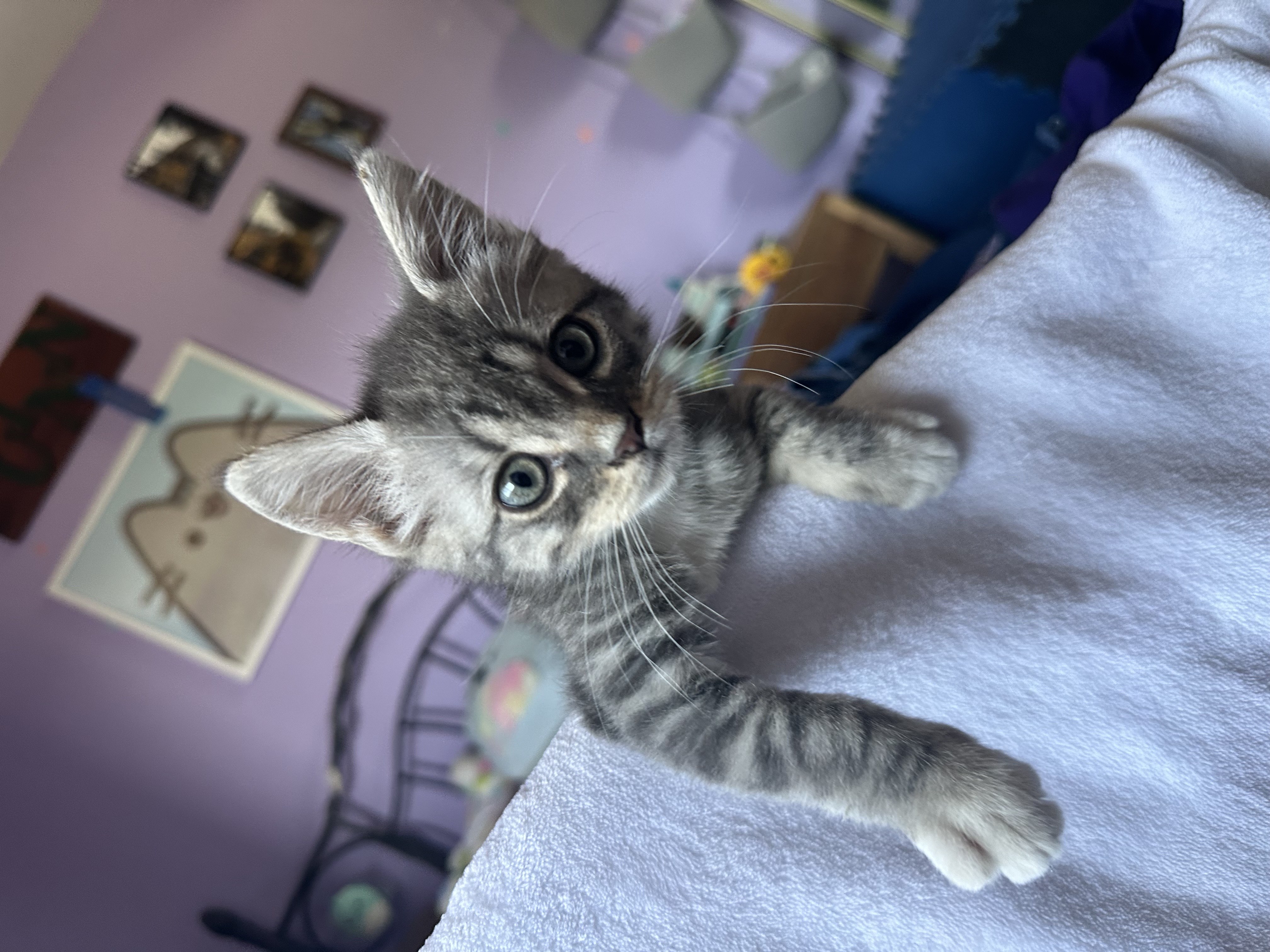 Enlarge Cody, a Adopted American Shorthair in Sunnyside, WA image 2/6